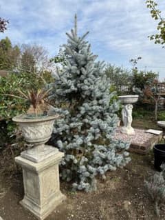 極上 125cm プンゲンストウヒ　ホプシー　ガーデニング　シンボルツリー 極上 ホプシー プンゲンストウヒ ガーデニング コニファー