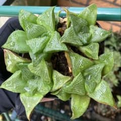 宝寿殿　4苗　多肉植物　ハオルチア　ハオルシア　抜き苗のサムネイル