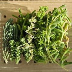 多肉植物 セダム詰め合わせのサムネイル