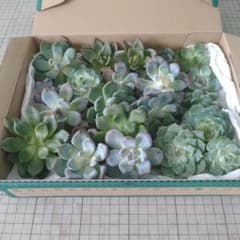 H21葉挿し用 【現物発送】 多肉植物　カット苗　20個　宅急便コンパクト発送のサムネイル