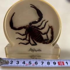 サソリ 標本 Palamnersus | Shop at Mercari from Japan! | Buyee