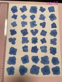 押し花素材 紫陽花 ブルーのサムネイル