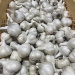 青森県産にんにく　Ｓサイズ 箱込約10キロのサムネイル