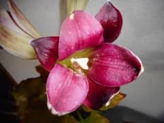山野草（ユリ科）　赤花ウバユリ　　開花見込み株のサムネイル