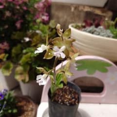 えびね蘭苗のサムネイル