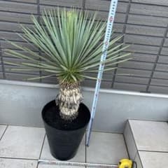 ユッカ ロストラータ90㎝　10号　美株 ユッカ ロストラータ90㎝ 10号 美株 - メルカリ
