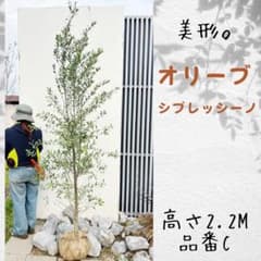超逸品。オリーブ シプレッシーノ2.2M(鉢底から)品番C - メルカリ