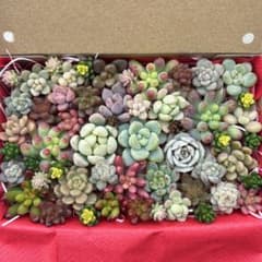 多肉植物　カット苗　詰め合わせのサムネイル
