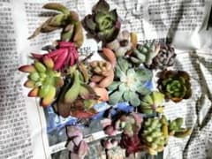 S16多肉植物 カット苗 詰め合わせ エケベリアのサムネイル