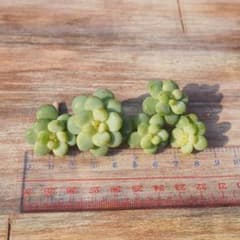 多肉植物　バブルキャンディー　2のサムネイル
