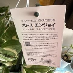 ポトス エンジョイのサムネイル