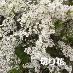 白い小花の生花　ユキヤナギ　momoです！ 白い小花の切花 ユキヤナギ生花 30㎝位 ネコポス発送 | Shop at