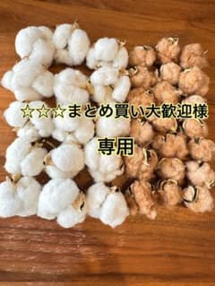綿花 コットンフラワーのサムネイル