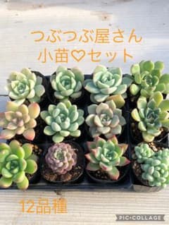 多肉植物 つぶつぶ屋さん♡小苗セット - メルカリ