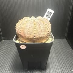 ま*ぁ様 ユーフォルビア オベサ ④ イタリア輸入 抜き苗のサムネイル