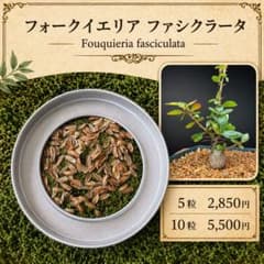 20粒 フォークイエリア ファシクラータ fasciculata 種子 種子5粒」フォークイエリア ファシクラータ - メルカリ