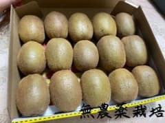 キウイのサムネイル