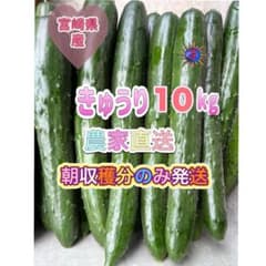 きゅうり 10キロ　 農家直送 新鮮野菜 キュウリ 胡瓜 宮崎県産のサムネイル