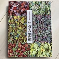 セダム図鑑 : 宝石みたいな多肉植物のサムネイル