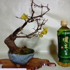 蝋梅小品盆栽花盛り黒松盆栽、五葉松盆栽、真柏盆栽 m43351889640_1.jpg?1770945032