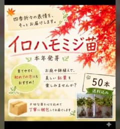 イロハモミジ1年苗(本年発芽) 50本(抜き苗) [もみじ 紅葉 盆栽]のサムネイル