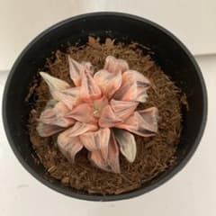 あ*ん様 ハオルチア　札落ちのサムネイル