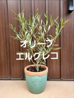 オリーブの木 エルグレコ 陶器鉢植え 苗 苗木 シンボルツリー - メルカリ