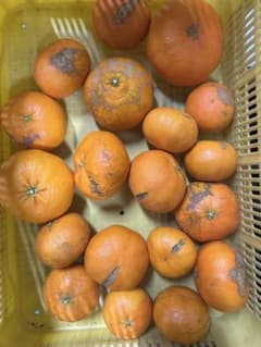 SALE超訳あり加工用　甘平 4.9kg 箱込み　サイズ不揃い 濃厚な甘酸っぱさのサムネイル