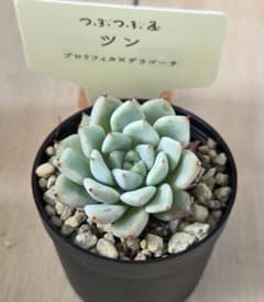 ツン 】抜き苗 つぶつぶ屋さん 多肉植物 - メルカリ