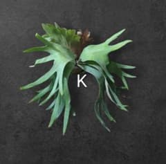 期間限定出品】P.FSQ 'Kin-norn' oc pup/ビカクシダ - メルカリ