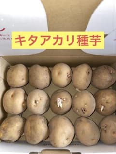 北海道産 じゃがいも 種芋 キタアカリ サイズSやM 1.2kg前後約15玉