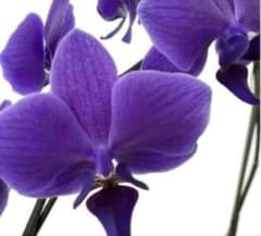 ⑥正規品　希少品種　胡蝶蘭　コチョウラン　ファレノプシス　ブルージーン　パープル ③正規品 希少品種 胡蝶蘭 コチョウラン ファレノプシス ブルージーン