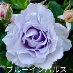 ブルーインパルス A 発根済薔薇苗 - メルカリ