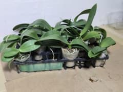 ☆胡蝶蘭☆ファレノプシス☆ミディー☆蘭工房☆訳あり☆ミックス10