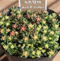 多肉植物　セダム　ベッラデインベルノ　切り苗5カットのサムネイル