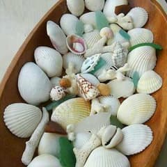 貝殻☆珊瑚☆シーグラスセットのサムネイル