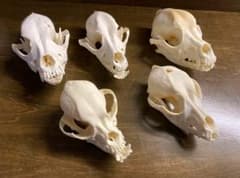 海外製骨格標本 犬 訳ありのサムネイル