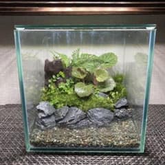 苔テラリウム イモリウム ガラスキューブ - メルカリ