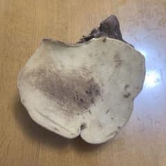 猿の腰掛け サルノコシカケ インテリア - メルカリ