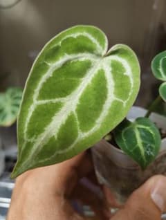 D*2様 アンスリウム クリスタリナム Anthurium Crystallinのサムネイル
