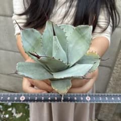 む*。様 アガベ チタノタ 赤棘パリー トランカータ 短葉型 低重心 大株 344 アガベ “赤棘パリー ”トランカータ 短葉型 低重心 - メルカリ