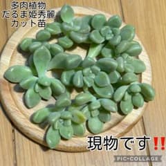 多肉植物 だるま姫秀麗 カット苗 現物です‼️ - メルカリ