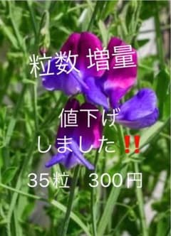 35粒300円オールドスイトピーマツカナのサムネイル