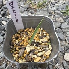 ユッカロストラータ実生苗　抜き苗発送 ユッカロストラータ、ユッカリギダ実生苗セットF メルカリ - ユッカ