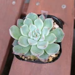 そわそわ　ミックスベリア　おらいさん　多肉植物のサムネイル