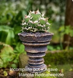 Agave titanota \