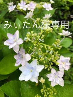 みぃたん様専用のサムネイル