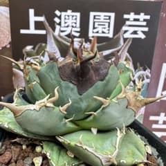 596【上澳園芸】 アガベ チタノタ shangao蝙蝠 コウモリ 良質子株