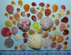 天然 イタヤガイ等 貝殻 詰め合わせ No50のサムネイル