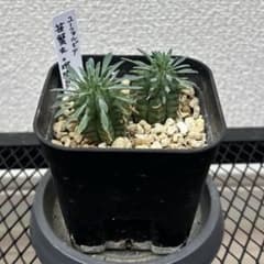 ユーフォルビア 笹蟹丸×瑠璃晃 まとめてセット 多肉植物 名札付き 抜き苗　②のサムネイル